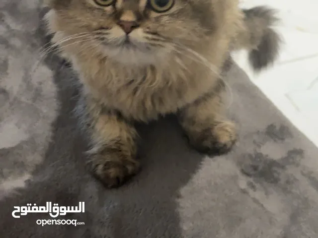 قطط شانشلا تبني عمرهم خمسة شهور تقريباً بس فيهم فطريات خفيفه و عندي الدوا و ممكن تحطولهم خل