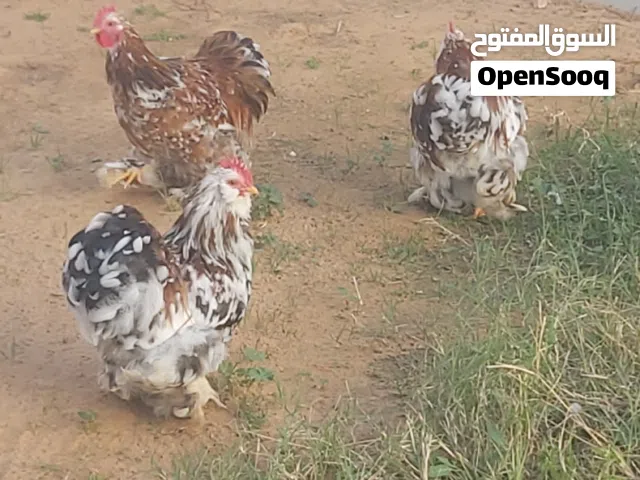 السلام عليكم  متوفر مجموعة فراريج للبيع