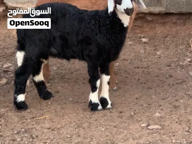 حمله وكبش سمان فل