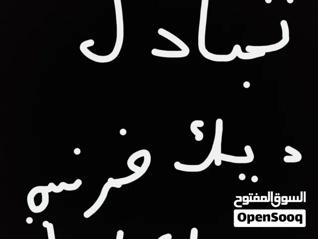 تبادل ديك فرنسي ب ديك باكستاني شوف الوصف