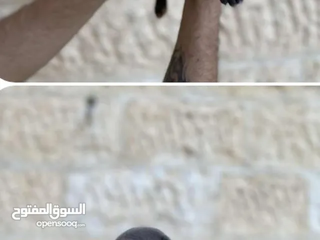 جراو بيتبول مستوى عالي للبيع بألوان مختلفة أسود ورمادي