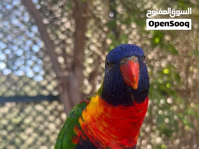 طير لوري جامبو عمره سنتين ربوه يحب يلعب صحته جداً ممتازة ي