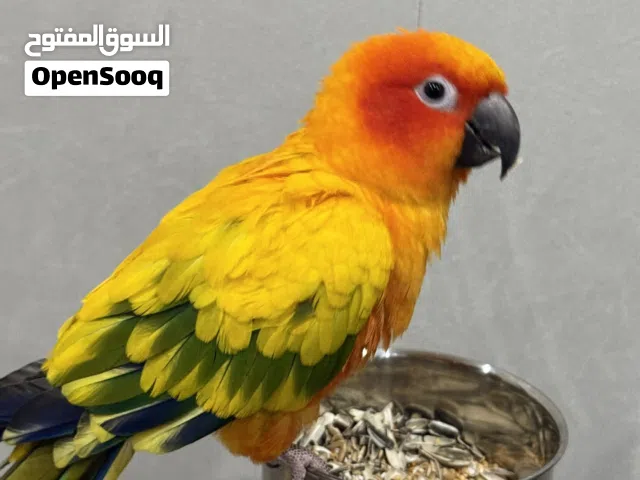 صن كنيور العمر سنه اليف لعوب