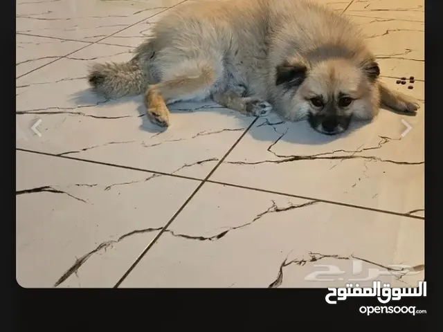 كلب مالتيزر
