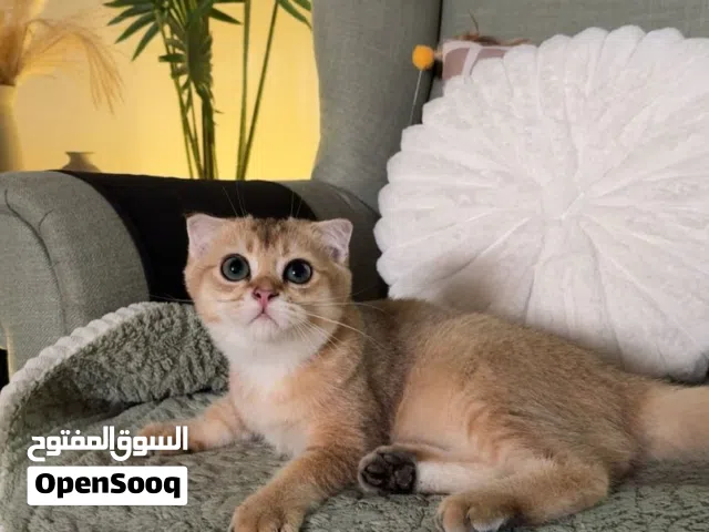 سكوتش فولد