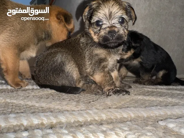 Yorkshire Puppies 30 days Very good health 1 male and 2 females جراوي يوركشير العمر 30 يوم