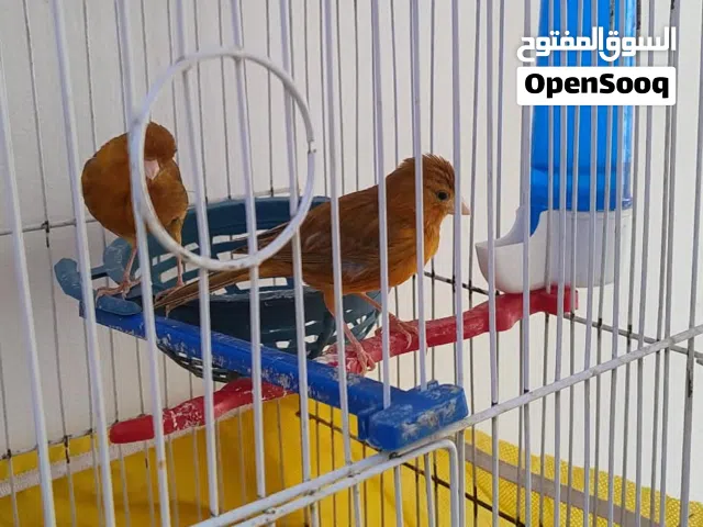 انثايتين كنار بصلاة عنبي نار كرميديات