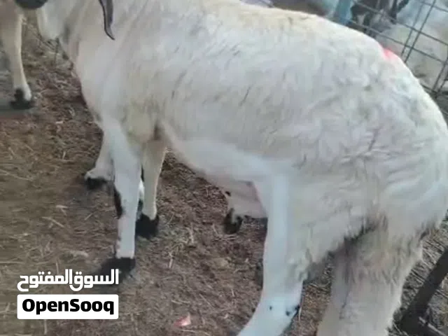 متوفر غنم سواكني تربيه
