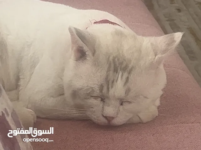 قط راغدول للتبني مع كل اغراضه