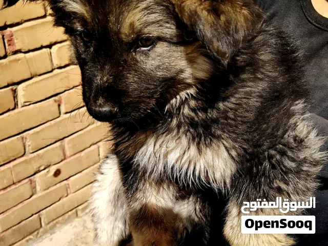 انثي جرمن 7 اصابع