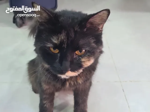 قطه للرعايه المؤقته / التبني cat for adoption or temporary care