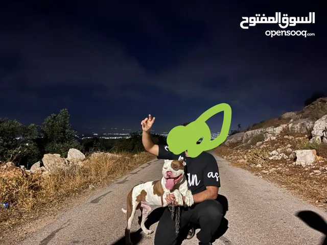 كلاب بيتبول تواصل واتس اب