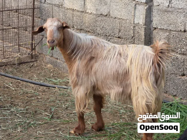 أضحية العيد تيس سمين و مخصاي