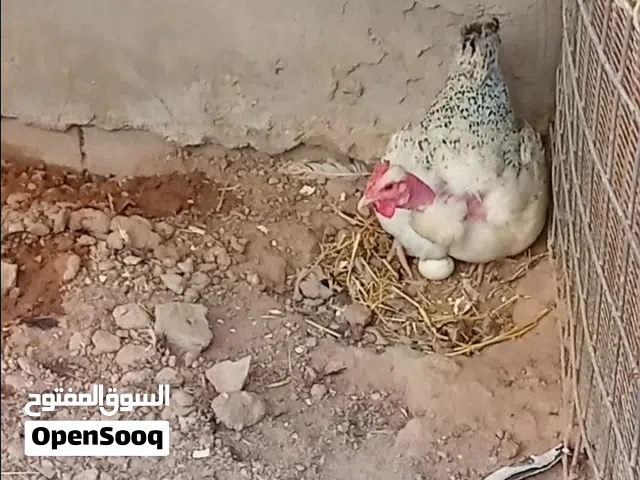 ورد الباكله ام ركيبه فول نقشه ونصبه بالحقيقه احله  بعد