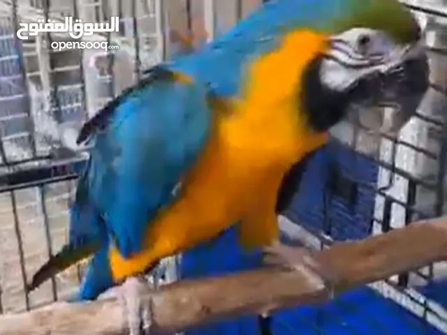 Beautiful and healthy macaw