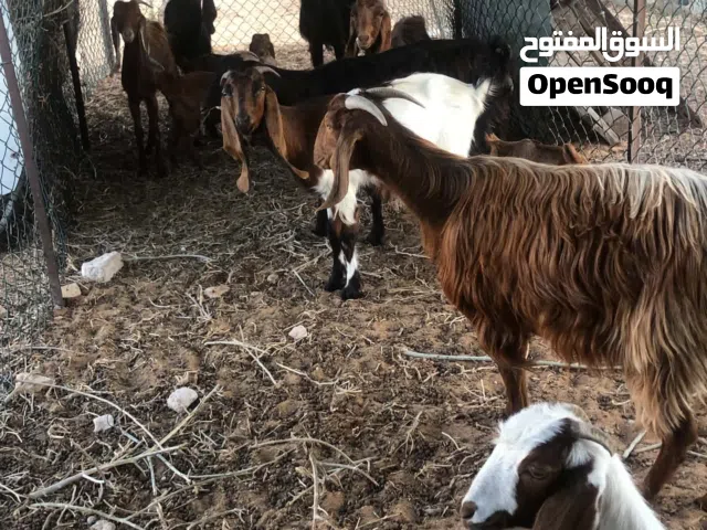 3معزات 2تحتهم وحده تلاته وتانيه اربعه وحده جامعه وفحل للبيع