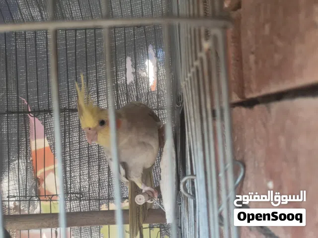 نتايه ازابيل