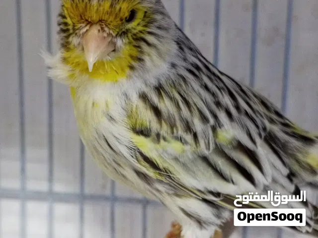 فحول اغات جاهزه للتزاوج