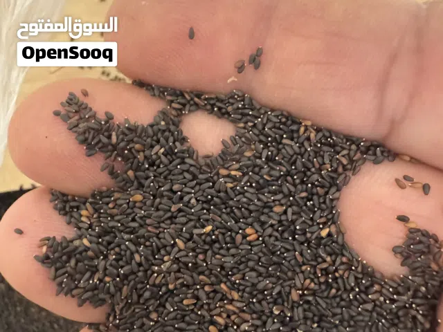 متوفر كمية من البذور النعناع الميليسا   Melissa mint seeds