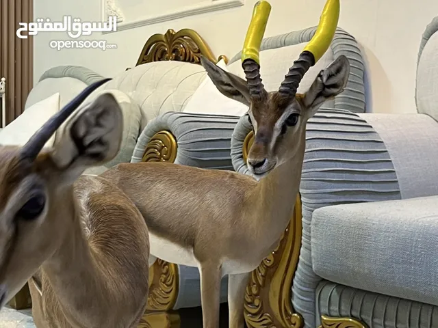 ذكر غزال الديماني