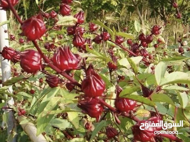 السلام عليكم موجو عصير كركدي من اامزرعه لي عندك طول بسم الله مشالله متوفر كميات كبيره وا صغيره