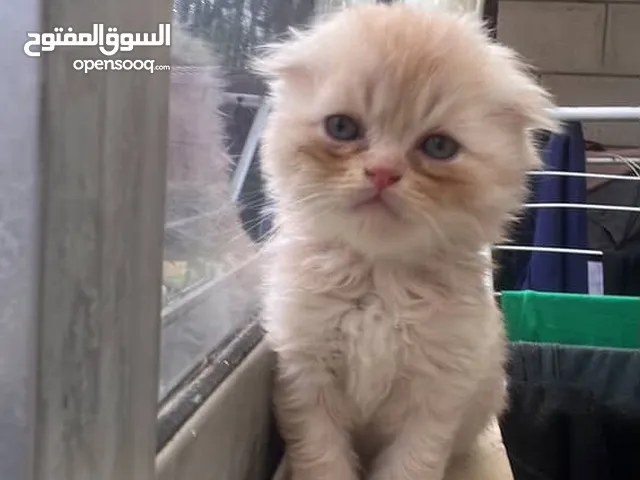 قطة سكوتش فولد
