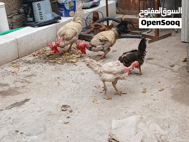 دجاج عرب بياض