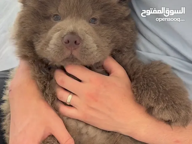 مطلوب دب تشاو تشاو مثل يلي بالصوره