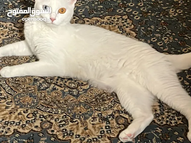 قطة خاوي ماني بيور للبيع