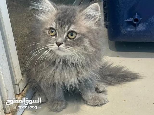 قط شيرازي عمر شهر للانقاذ و التبني