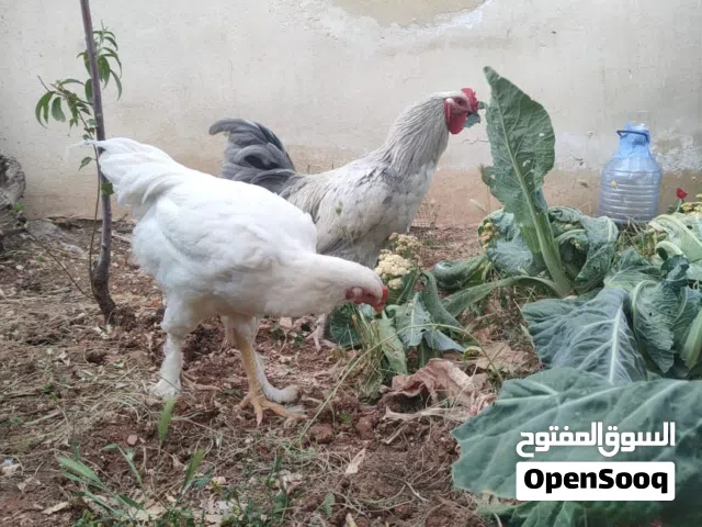 ديكين ما شاء الله فحول