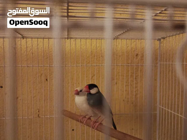طيور جاوا ..