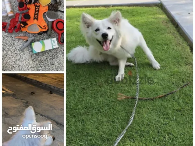 الكلب فيه حاله زينه وكلب يلعب واليف ومايسبب ازعاج وسعر كلب 30ریال