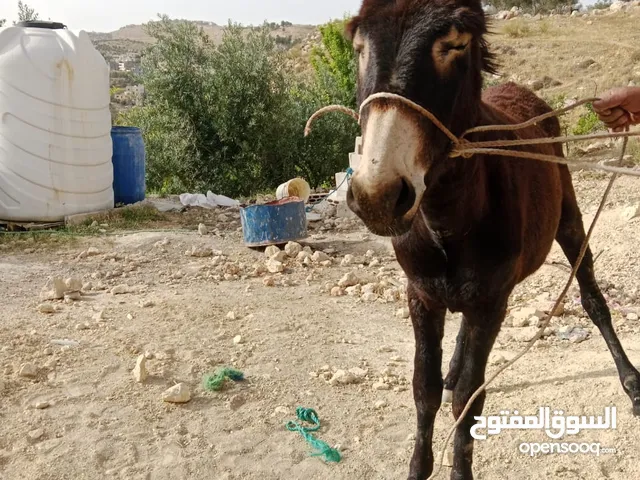 حمار للبيع
