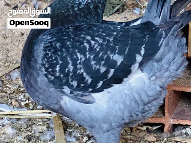 كوبيه كينقي