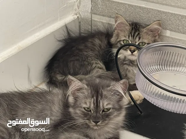 Two Male and two female kitten available