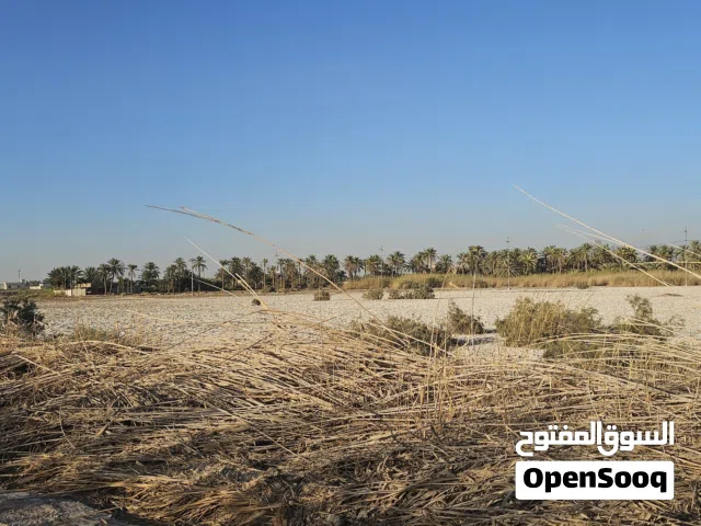 ارض للايجار السنوي
