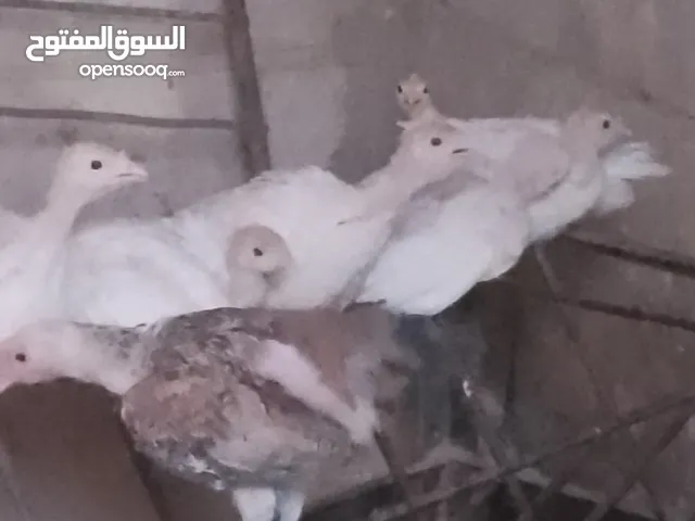 حبش ابيض العمر شهر ونص