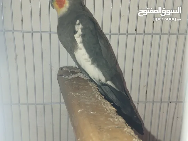 دكر كوكتيل حبشي حجم الله يبارك مصوقر
