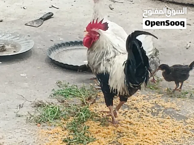 دجاج للبيع