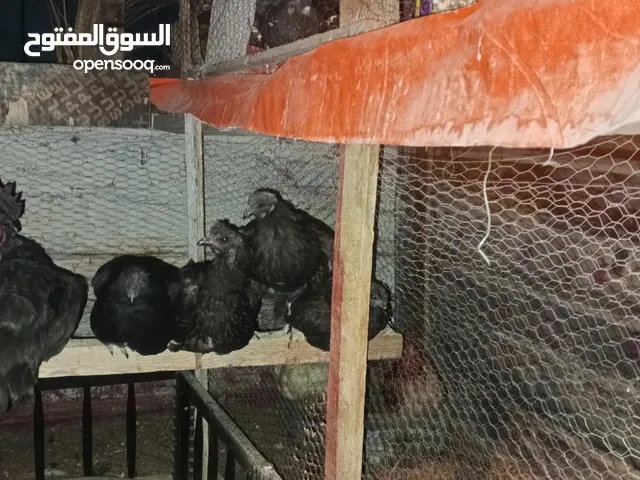 تسع دجاجات لمبرجيني اسود نخب عمرهم سنة تقريباً فتحوا عندي وببيضوا ومنهم وحده راقدة وجاجتين وديك لوهم
