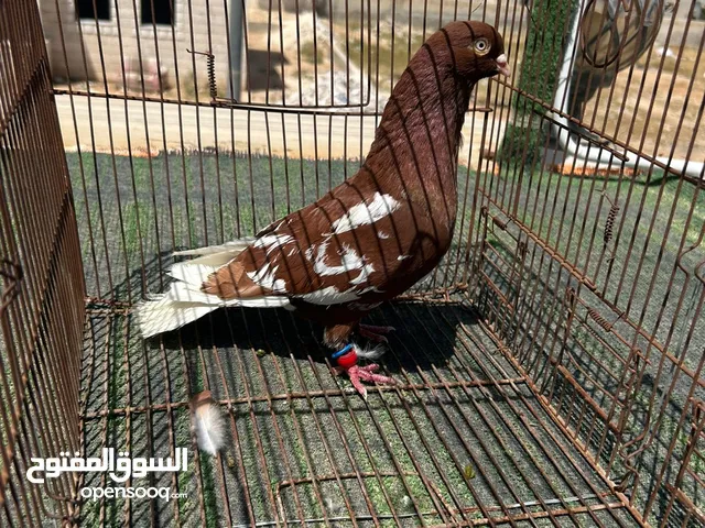 فحول كش وجوزين للبيع او البدل