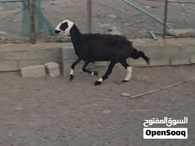 للبيع جاعده عاقر فول سمنه