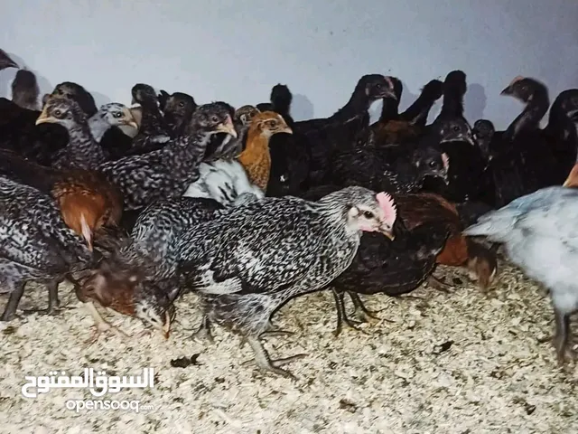 دجاج خليط السلالات للبيع