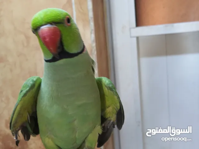 ببغاء دره ذكر