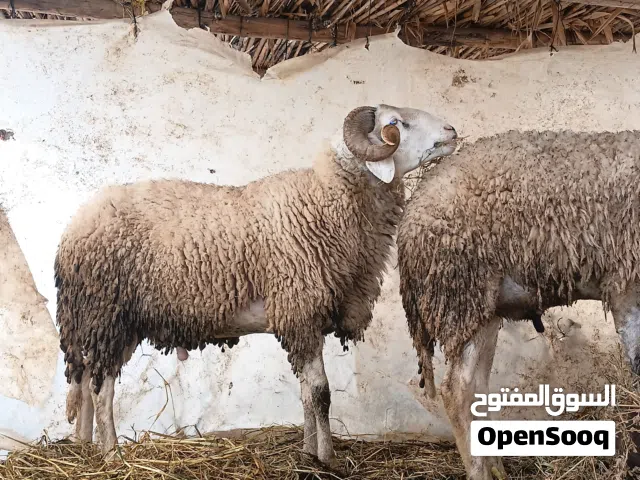 اغنام حولي