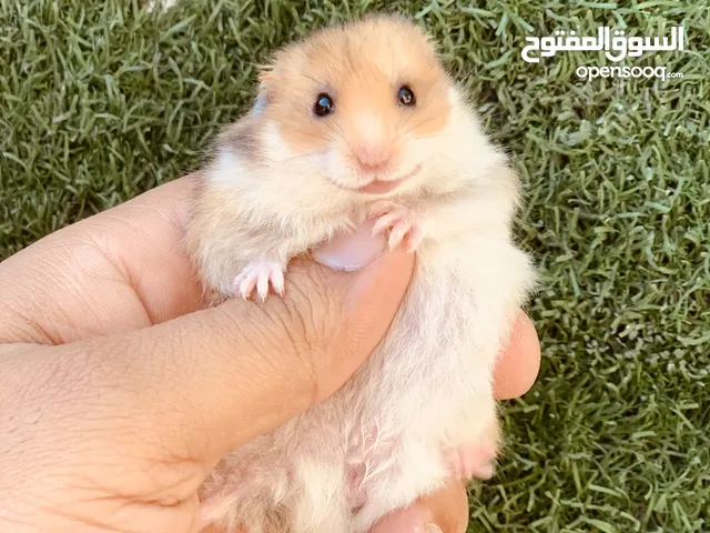 هامستر سوري و يتوفر الهامستر الروسي القزم