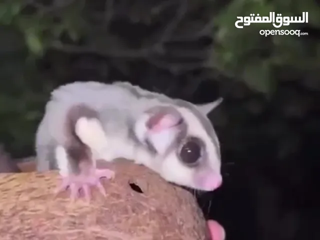 سنجاب انثى ف العين