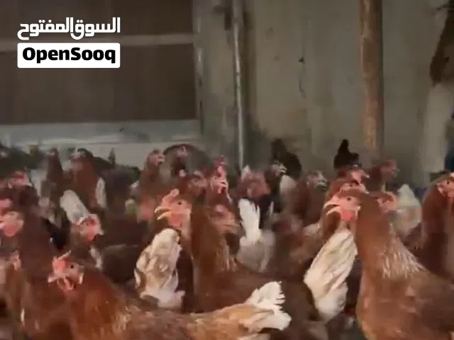 للبيع دجاج الهولندي الاحمر 5ريال