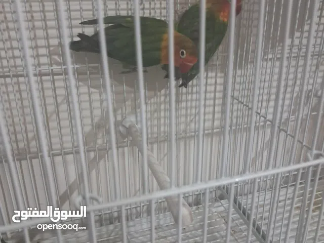 Fischer's Lovebird